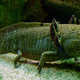 The binturong, axolotl, and kinkajou
